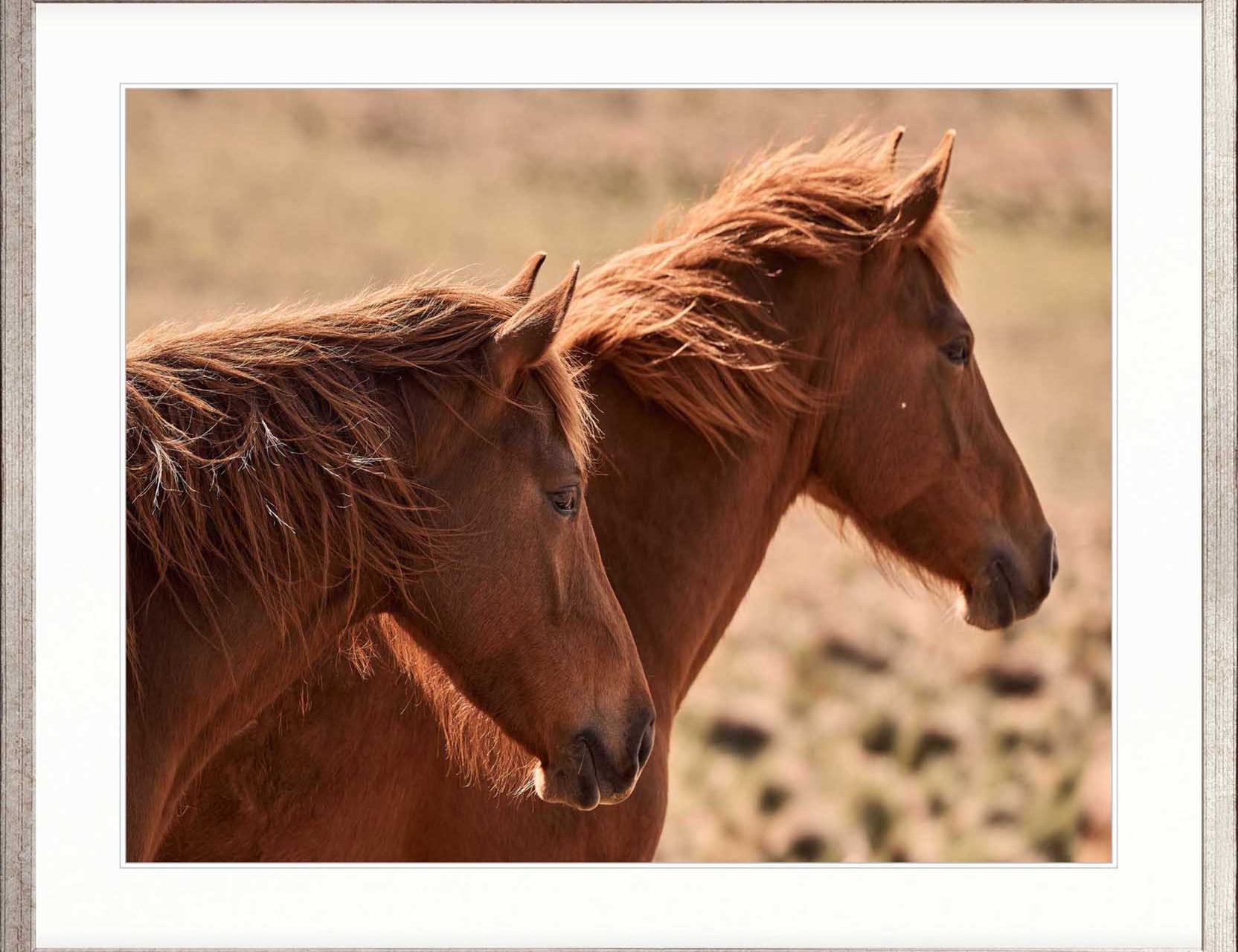 Brumbies VIII