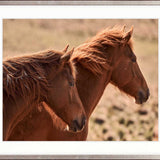 Brumbies VIII X-Large (1400mm W x 1000mm H) / Clear Acrylic