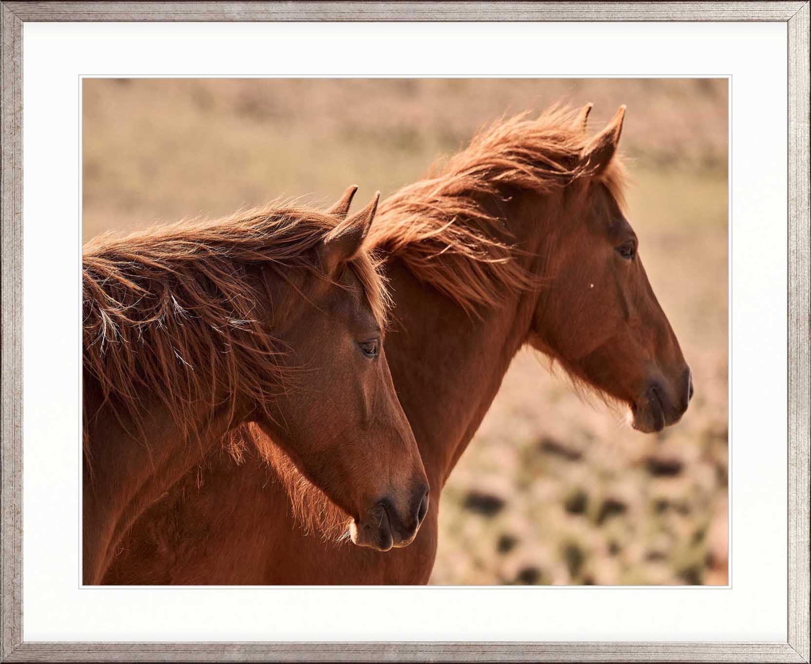 Brumbies VIII