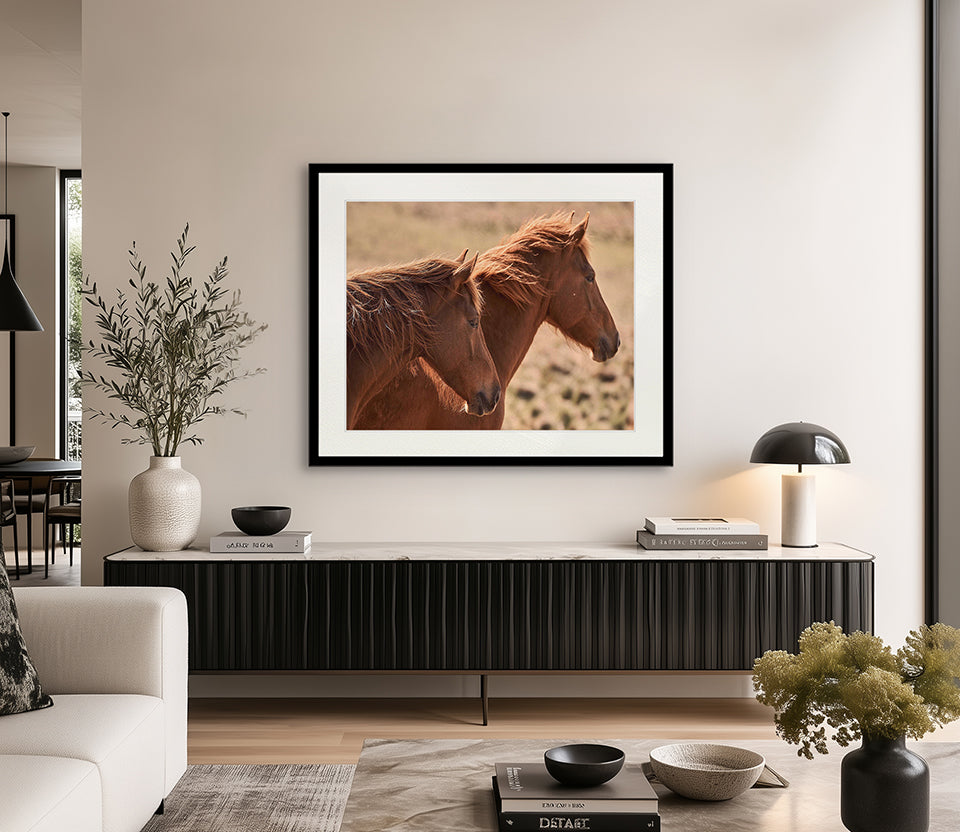 Brumbies VIII