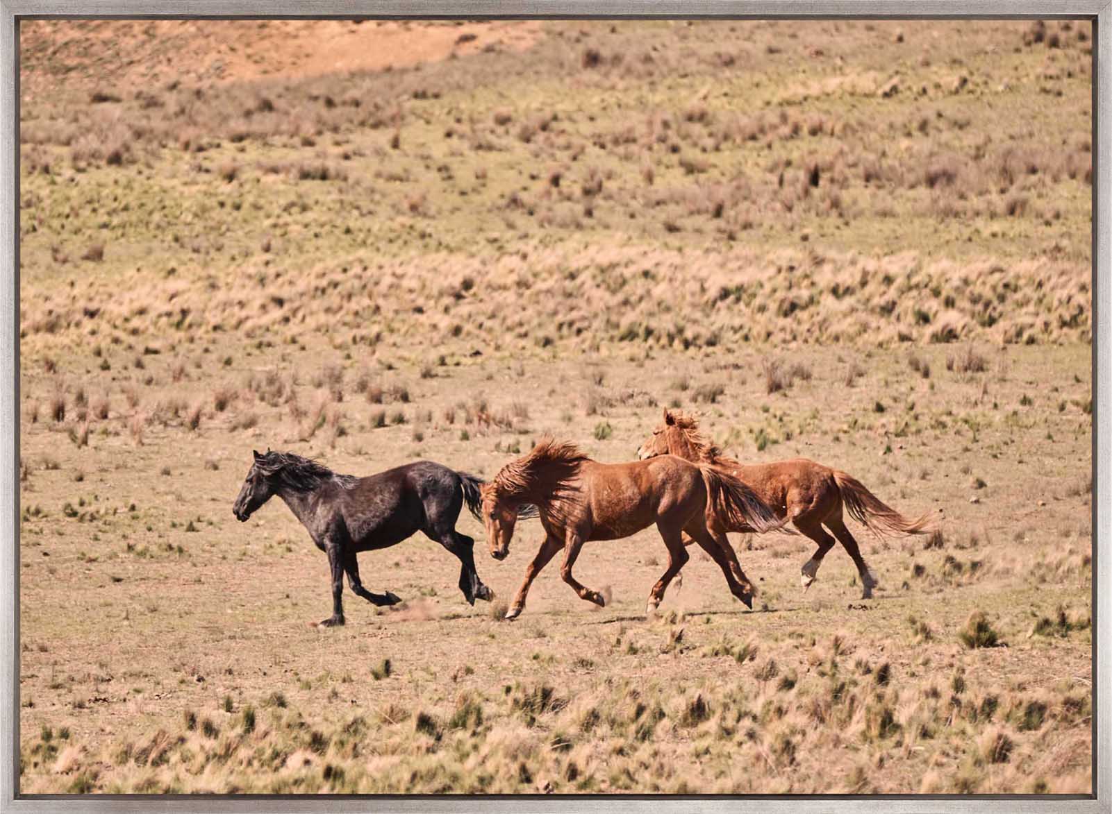 Brumbies IX (Canvas)