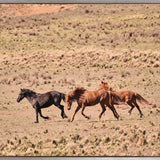 Brumbies IX (Canvas) Large (1109mm W x 903mm H)