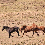 Brumbies IX (Canvas) Large (1109mm W x 903mm H)