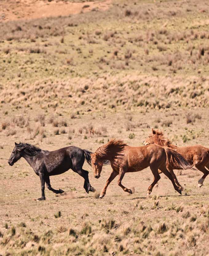 Brumbies IX (Canvas)