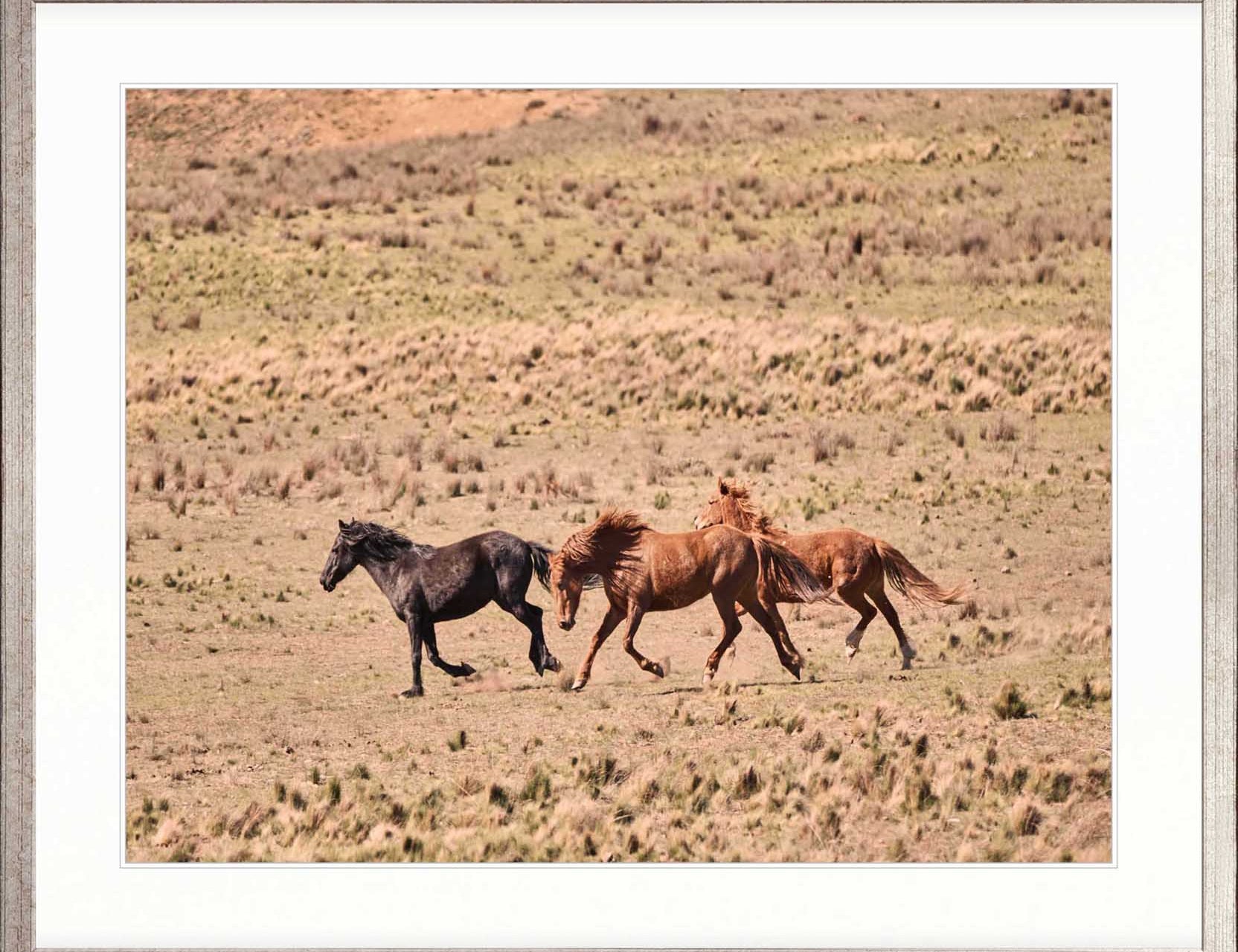 Brumbies IX