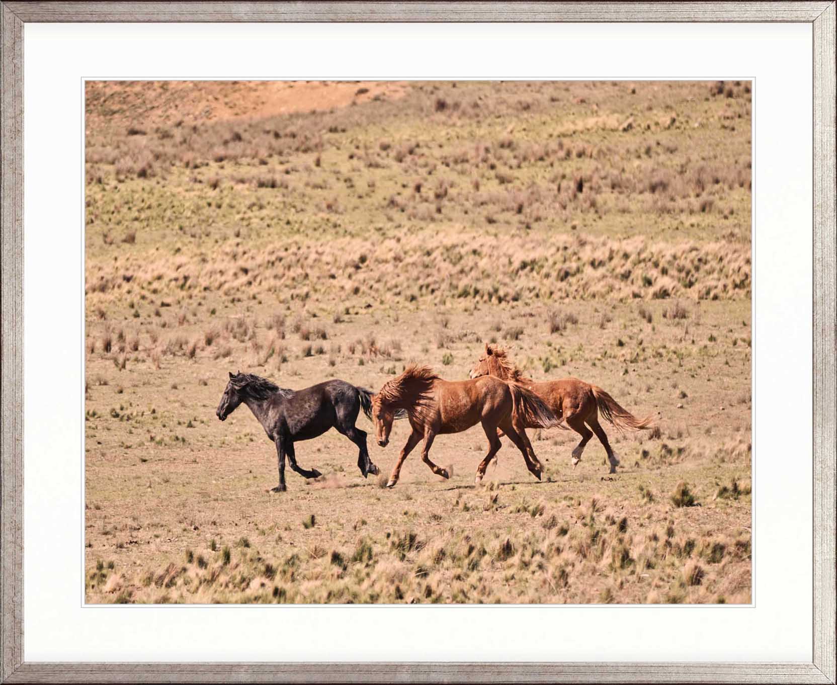 Brumbies IX