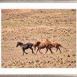 Brumbies IX X-Large (1400mm W x 1000mm H) / Clear Acrylic