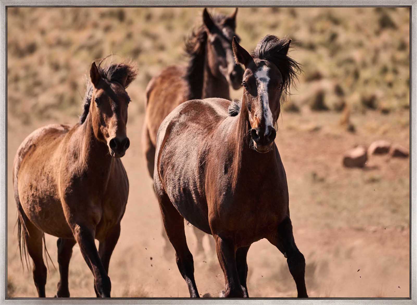 Brumbies X (Canvas)