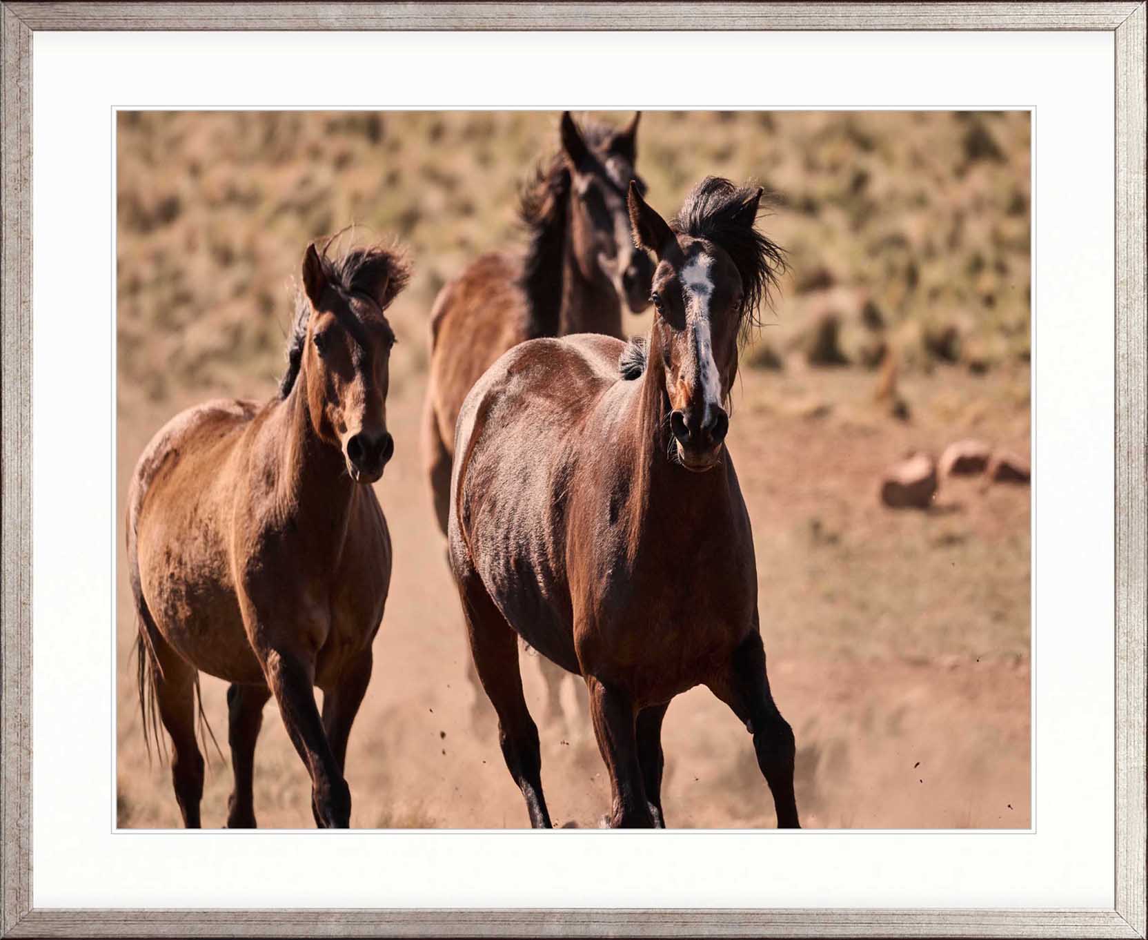 Brumbies X