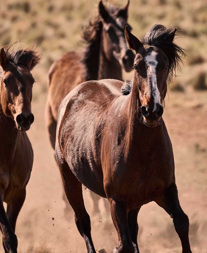 Brumbies X
