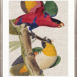 Exotic Parrots III