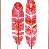 California Feather IV (Canvas)