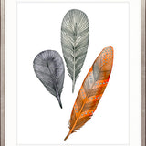 California Feather XII