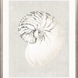 Shell on Linen II