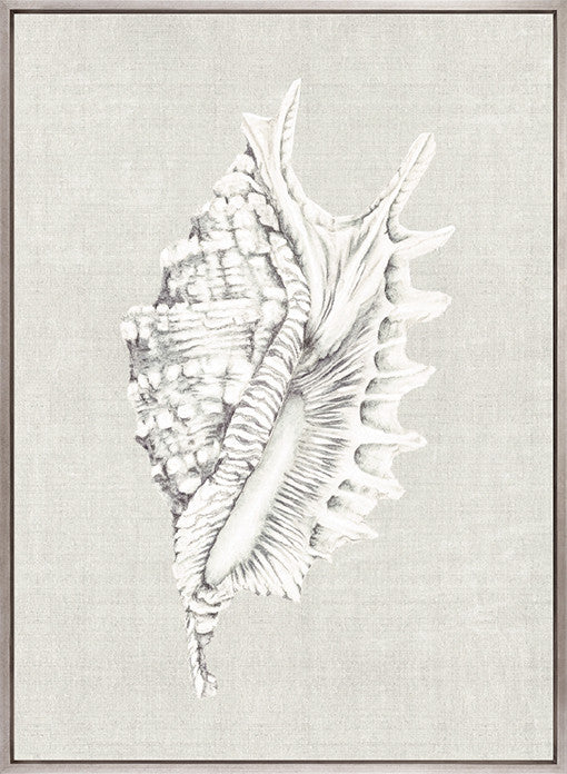 Shell on Linen IV (Canvas)