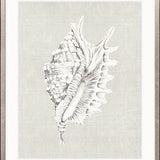 Shell on Linen IV