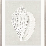 Shell on Linen VI