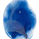 Calira Motion III X-Large (1000mm W x 1400mm H) / Clear Acrylic