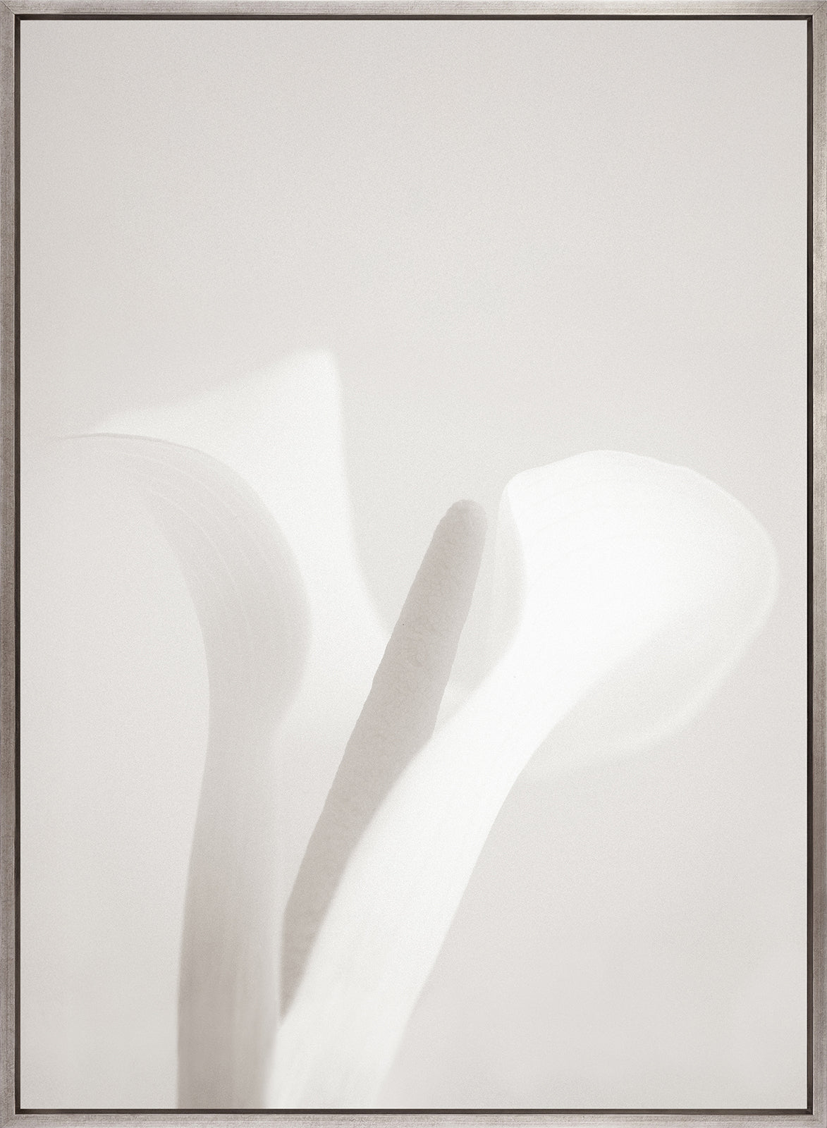 Calla I (Canvas)