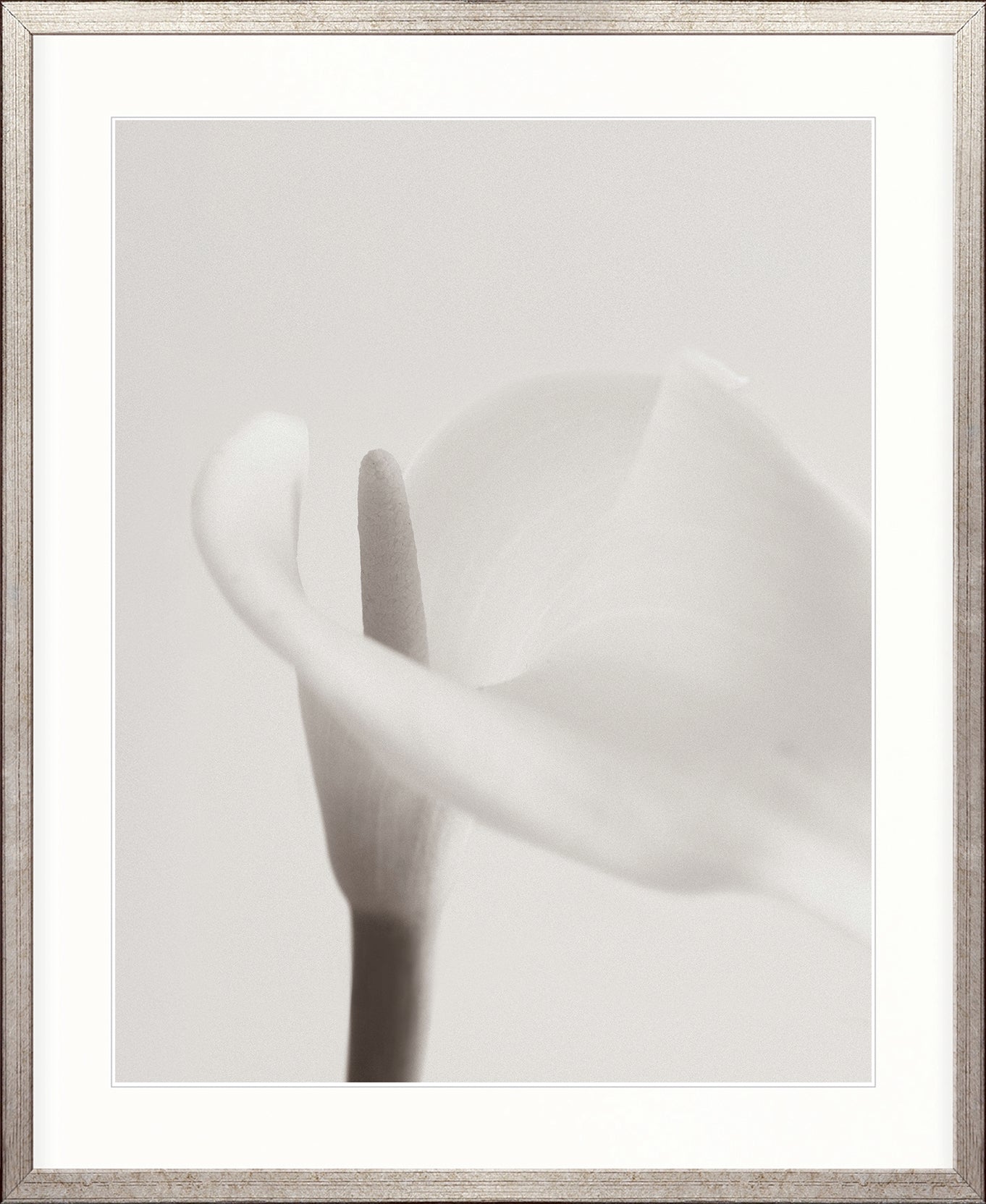 Calla II