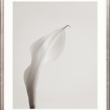 Calla III Small (465mm W x 560mm H) / Standard Clear Glass