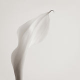 Calla III Small (465mm W x 560mm H) / Standard Clear Glass