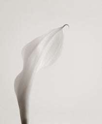 Calla III