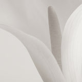 Calla IV Small (465mm W x 560mm H) / Standard Clear Glass