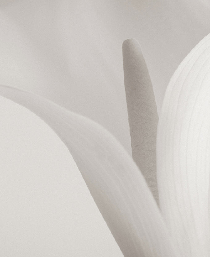 Calla IV (Canvas)