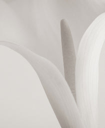 Calla V