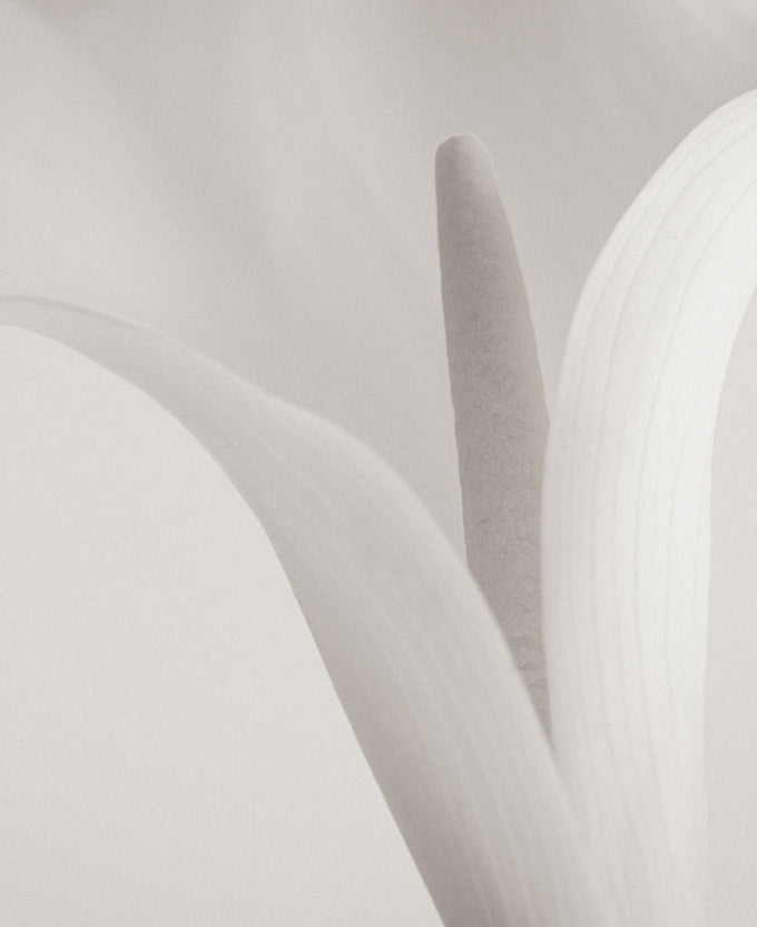 Calla V