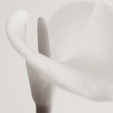 Calla VII Small (550mm W x 550mm H) / Standard Clear Glass