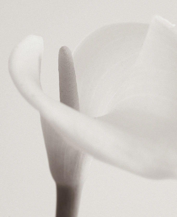 Calla VII