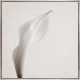 Calla VIII (Canvas) Large (860mm W x 860mm H)