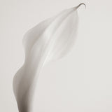 Calla VIII Small (550mm W x 550mm H) / Standard Clear Glass