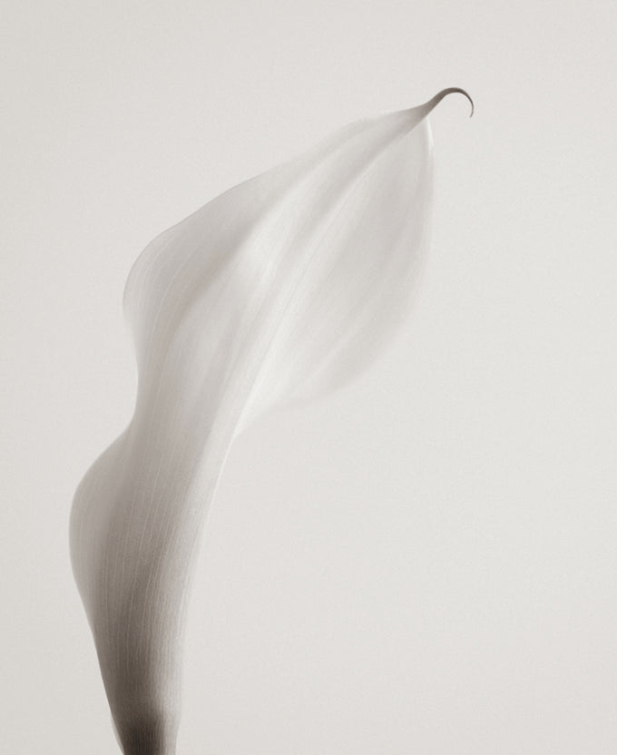 Calla VIII (Canvas)