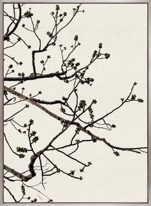 Canopy Silhouette I (Canvas)