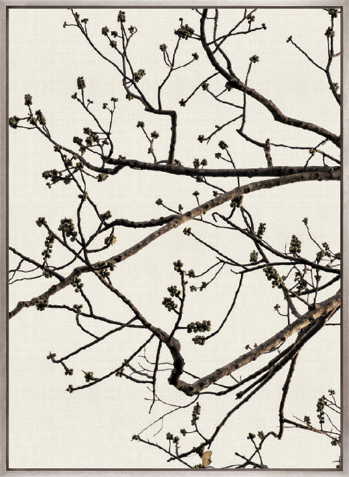Canopy Silhouette II (Canvas)