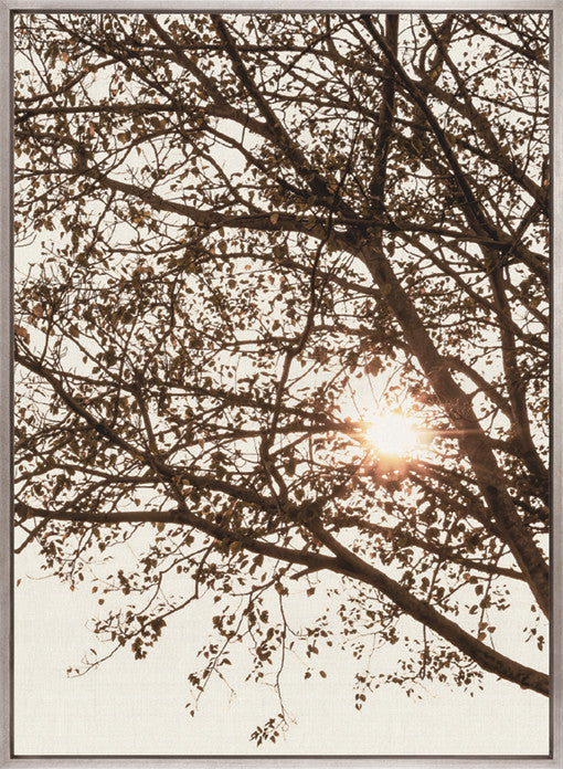 Canopy Silhouette VI (Canvas)