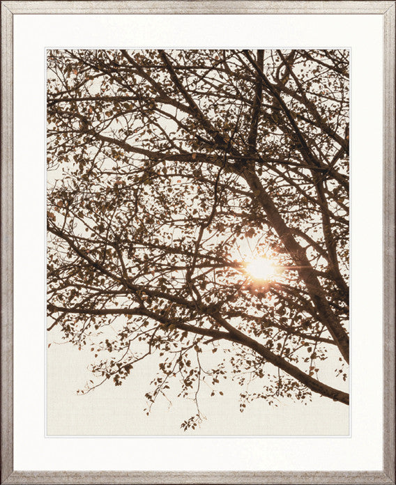 Canopy Silhouette VI