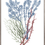 Seaweed Collage I (Canvas) Large (903mm W x 1109mm H)