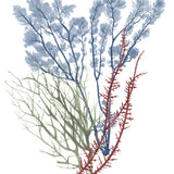 Seaweed Collage I (Canvas) Large (903mm W x 1109mm H)