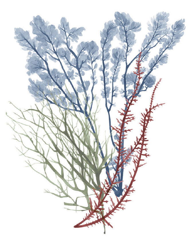 Seaweed Collage I (Canvas)