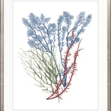 Seaweed Collage I