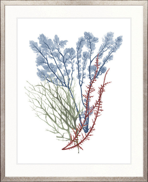 Seaweed Collage I