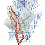 Seaweed Collage II (Canvas) Large (903mm W x 1109mm H)