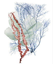 Seaweed Collage II (Canvas)