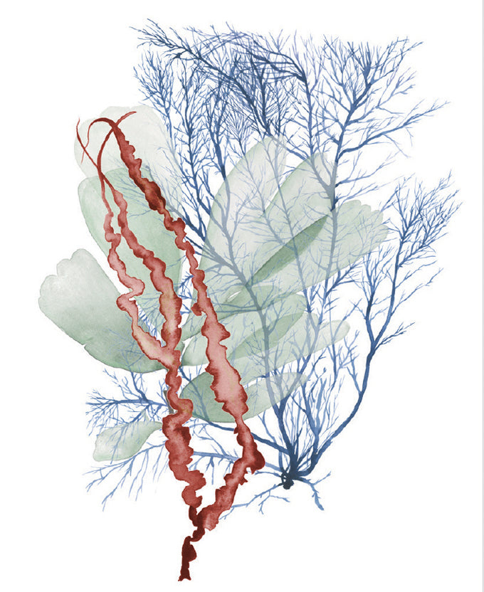 Seaweed Collage II (Canvas)