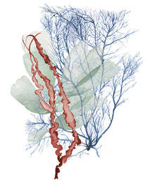 Seaweed Collage II
