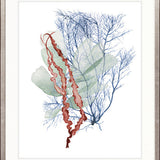 Seaweed Collage II